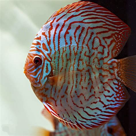 blue tiger heart discus.